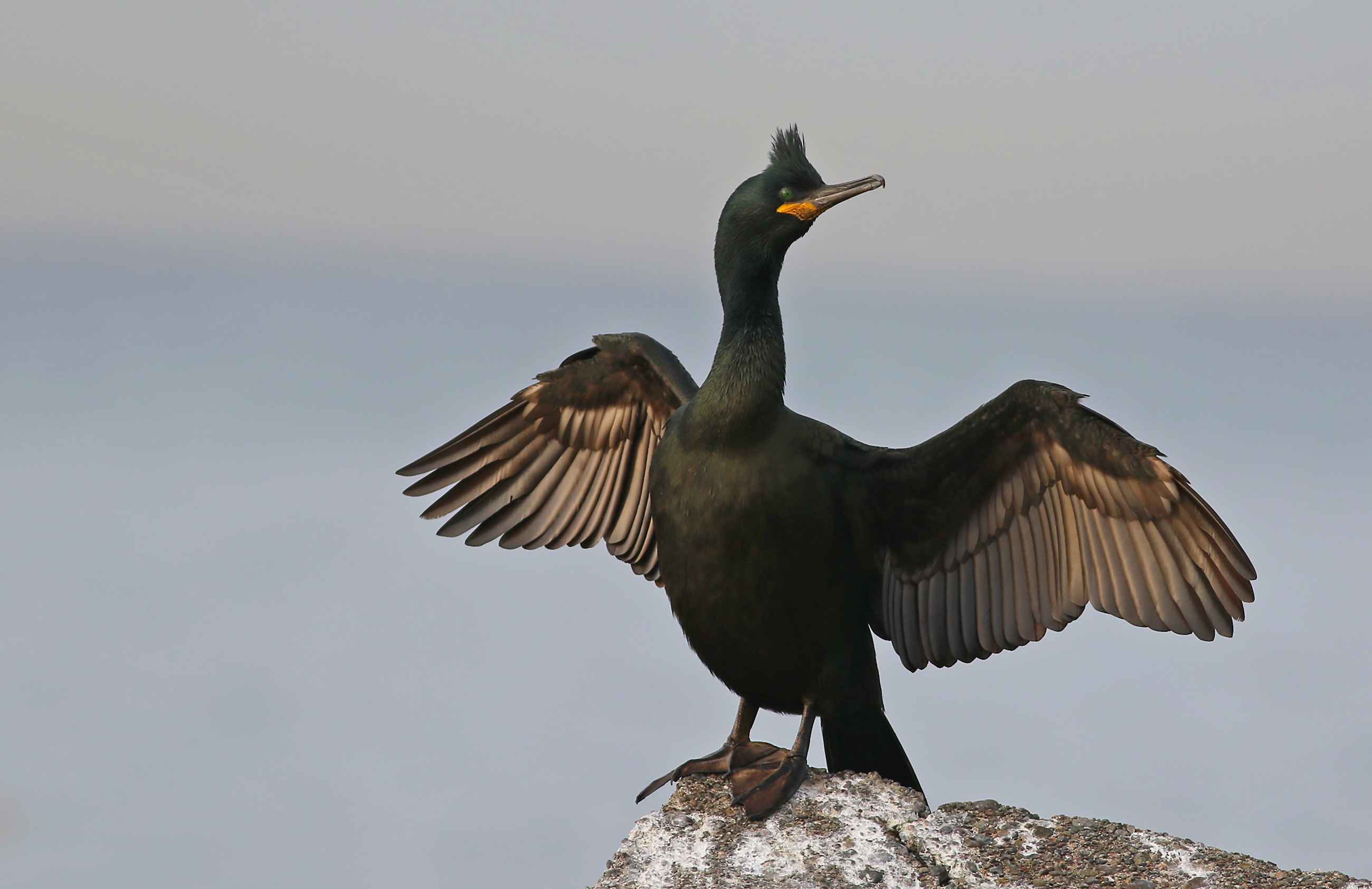 European Shag